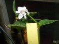 /album/podochileae/dendrobium-aberrans-jpg/